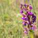 Le Anacamptis morio hanno colori che variano dal rosa pallido al viola, con la parte centrale del labello pi chiara, spesso puntinata in porpora